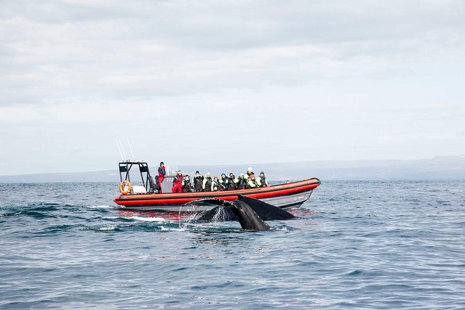 Big Whales & Puffins RIB boat tour from Húsavík - A two-hour ride built around speed and visibility