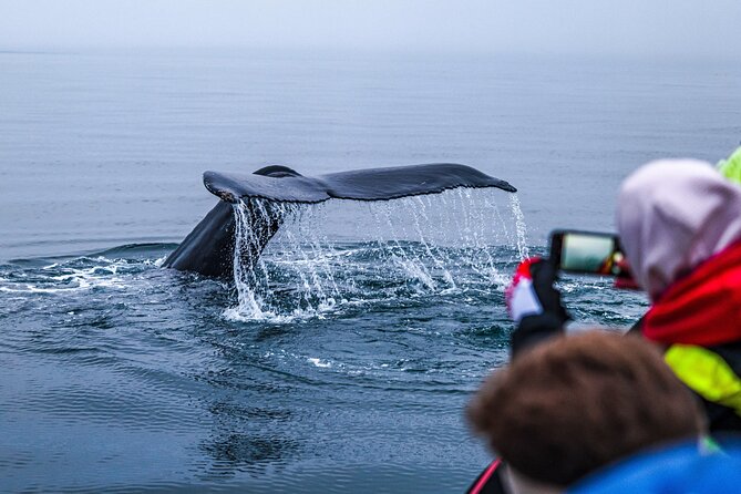 Big Whales & Puffins RIB boat tour from Húsavík - The crew arrangement makes a real difference