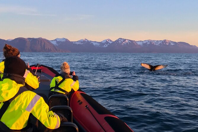 Big Whales & Puffins RIB boat tour from Húsavík - How cold and wet should you expect to be?
