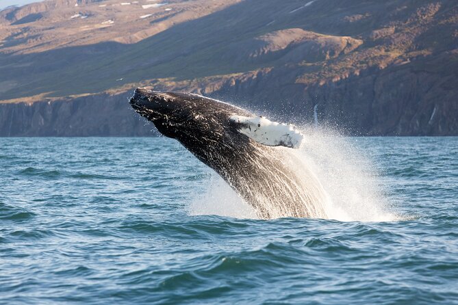 Big Whales & Puffins RIB boat tour from Húsavík - Is $203.16 a fair price?