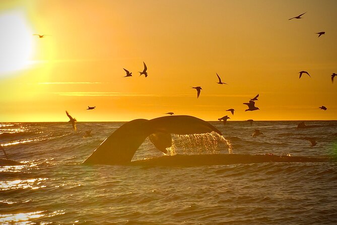 Big Whales & Puffins RIB boat tour from Húsavík - Who will enjoy this RIB tour most?