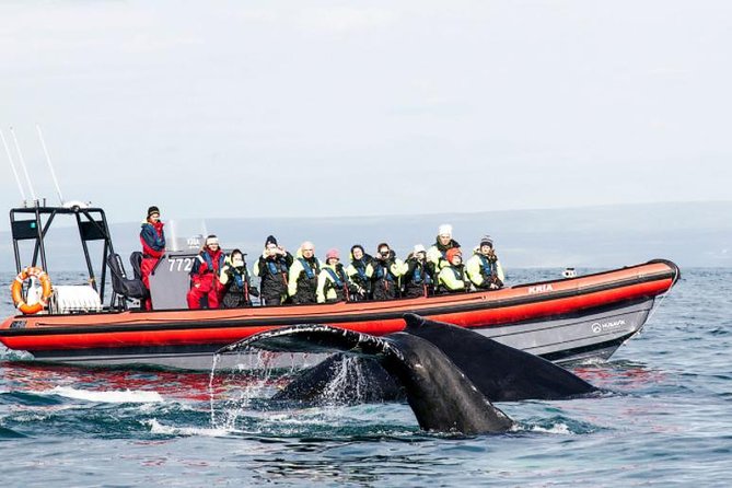 Big Whales & Puffins RIB boat tour from Húsavík - Lundey, Puffin Island, from April to August