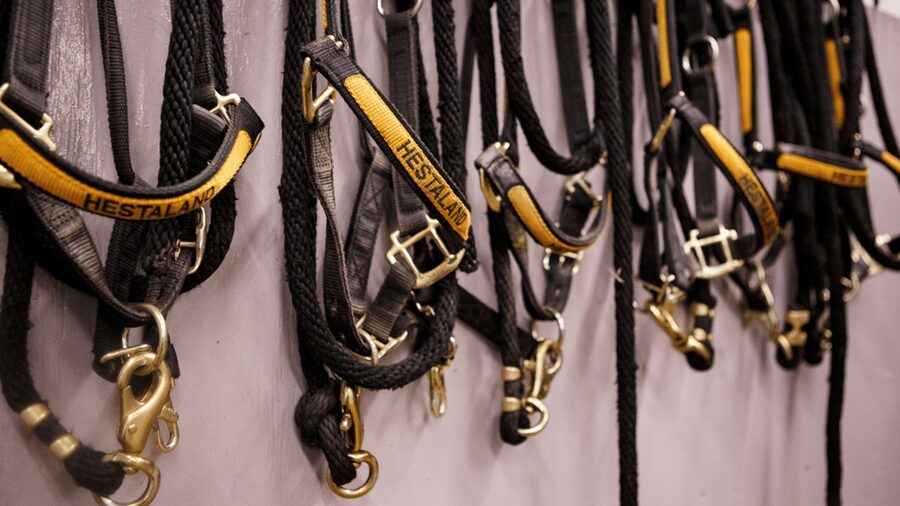Borgarnes: Horseback Riding Tour with Prep Lesson - Meeting your horse before the trail