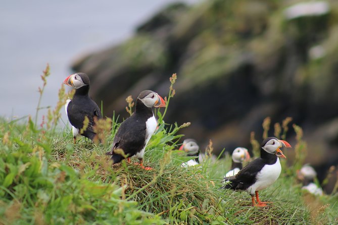 Classic Puffin Watching Cruise from Downtown Reykjavík - Key details before you book