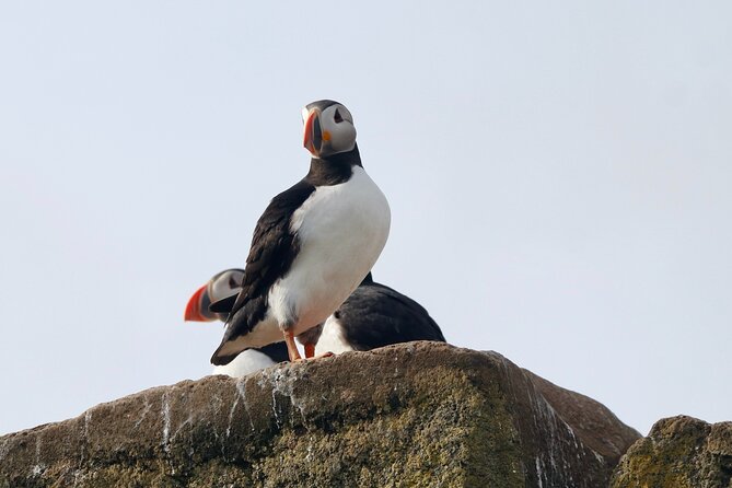 Classic Puffin Watching Cruise from Downtown Reykjavík - Picking the best time of year