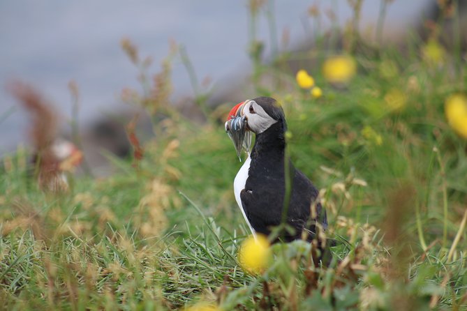 Classic Puffin Watching Cruise from Downtown Reykjavík - Is $60 good value?