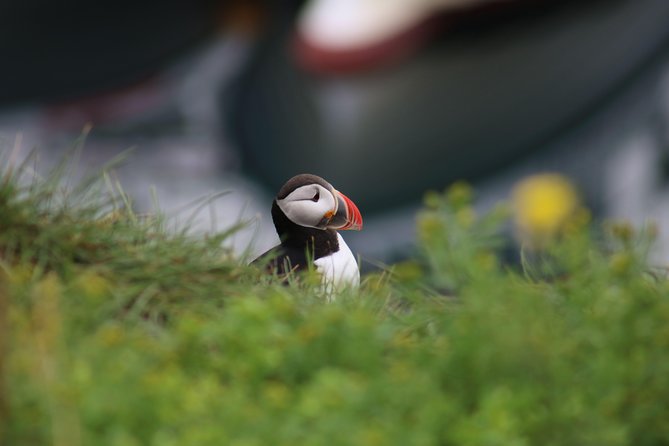 Classic Puffin Watching Cruise from Downtown Reykjavík - Who will enjoy this cruise most
