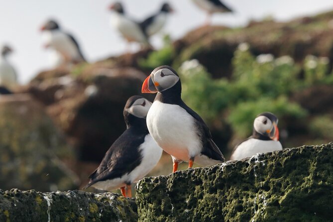 Classic Puffin Watching Cruise from Downtown Reykjavík - Engey, Akurey, or Lundey: choosing the bird island