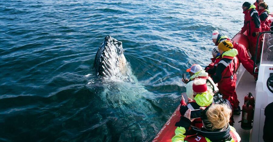 Dalvík: Whale Watching Speedboat Tour - Why Dalvík is a smart place for whale watching