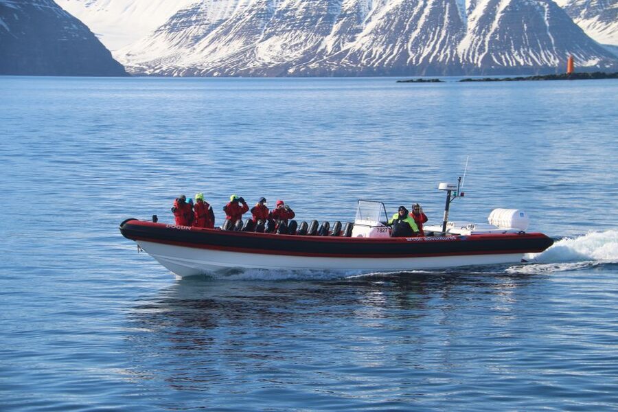 Dalvík: Whale Watching Speedboat Tour - Should you book it?