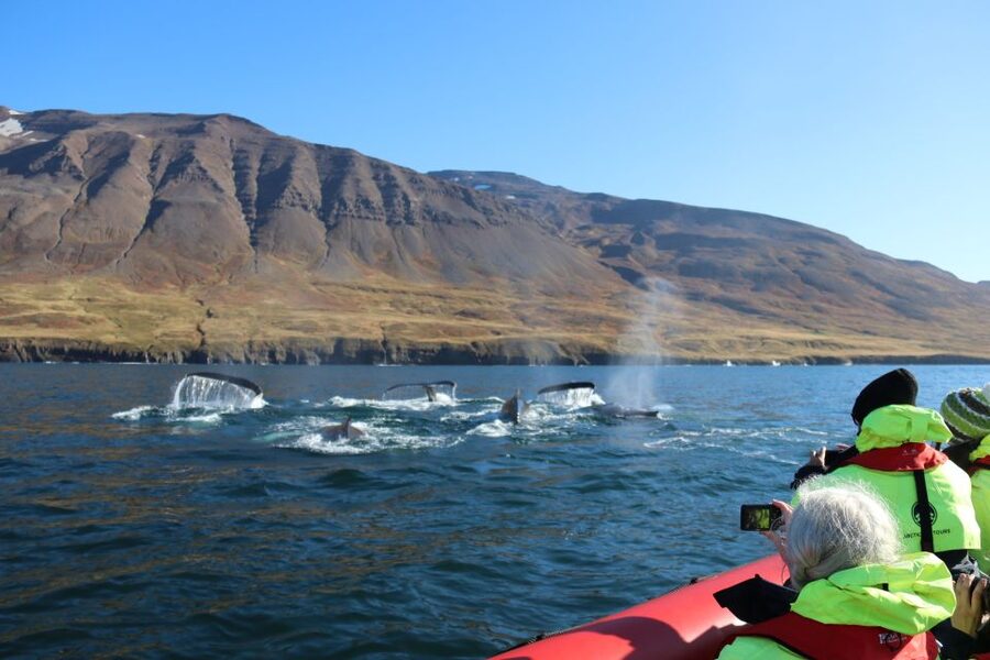 Dalvík: Whale Watching Speedboat Tour - The 45-minute wildlife search
