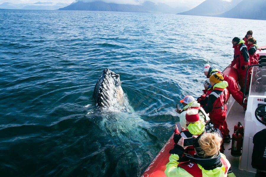 Dalvík: Whale Watching Speedboat Tour - The final 30 minutes back through Eyjafjordur