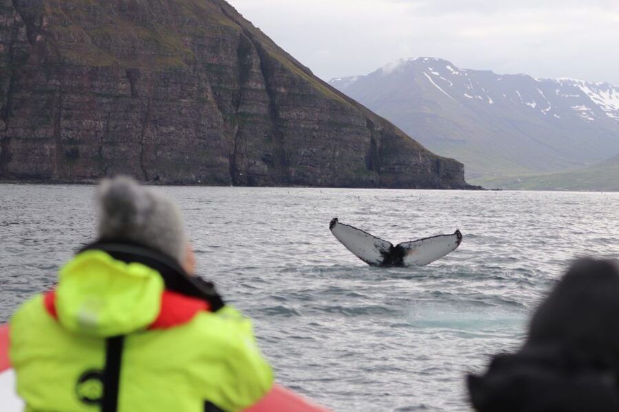Dalvík: Whale Watching Speedboat Tour - What the speedboat adds to the experience