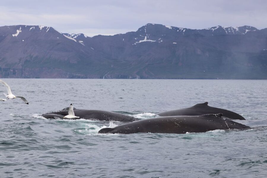 Dalvík: Whale Watching Speedboat Tour - Price, timing, and what you receive