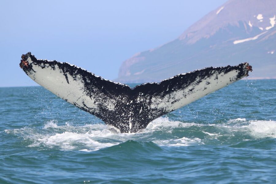 Dalvík: Whale Watching Speedboat Tour - Who should book this Dalvík tour