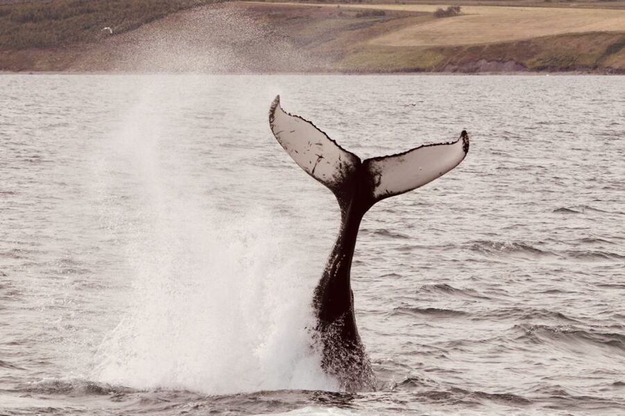Dalvík: Whale Watching Speedboat Tour - Practical tips for a better outing