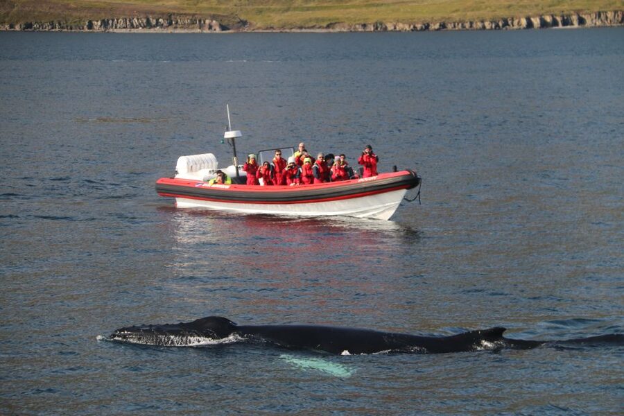 Dalvík: Whale Watching Speedboat Tour - The first 30 minutes: speed, scenery, and searching