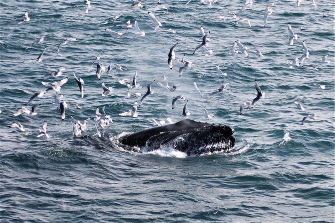 Deluxe Whale Watching and Whales of Iceland Exhibition Combo from Reykjavik - Whales of Iceland: the part you can count on