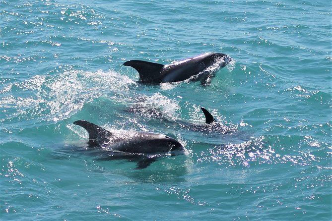 Deluxe Whale Watching and Whales of Iceland Exhibition Combo from Reykjavik - Practical ways to improve your afternoon