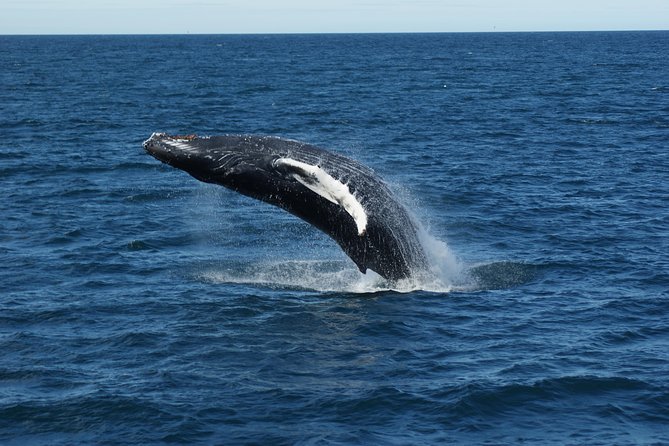 Deluxe Whale Watching and Whales of Iceland Exhibition Combo from Reykjavik - Should you book the whale watching and museum combo?