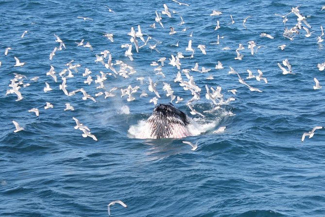 Deluxe Whale Watching and Whales of Iceland Exhibition Combo from Reykjavik - The no-sighting policy and the risk of nature