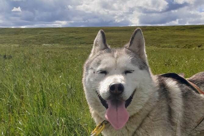 Dog Sledding and Mushing Experience by Siberian Husky in Iceland - A working dog team near Lake Mývatn