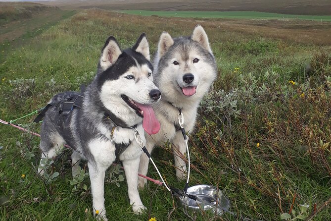 Dog Sledding and Mushing Experience by Siberian Husky in Iceland - The 20 to 30 minute cart ride