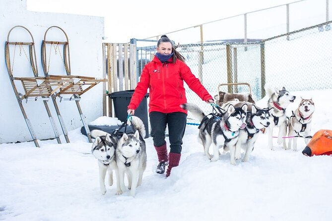 Dog Sledding Tour near Akureyri - Fjord Views and Akureyri’s Quiet Side