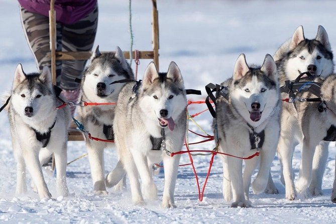Dog Sledding Tour near Akureyri - Why the Dog Time Matters