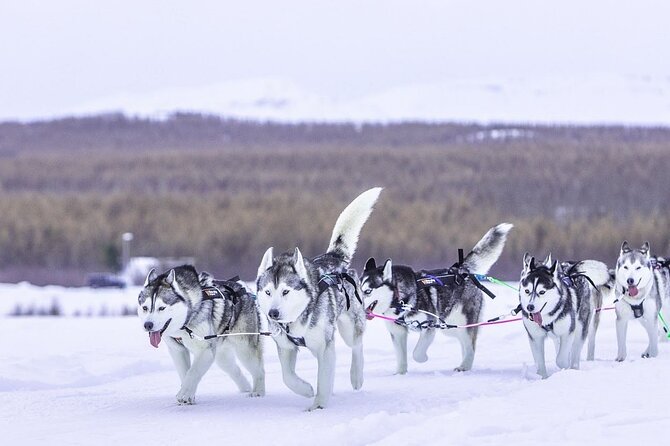 Dog Sledding Tour near Akureyri - Pickup and Timing in an Akureyri Day