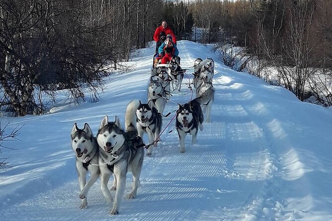 Dog Sledding Tour near Akureyri - What to Wear and Bring