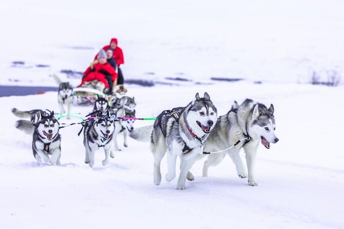 Dog Sledding Tour near Akureyri - Cancellation, Weather, and Booking Value