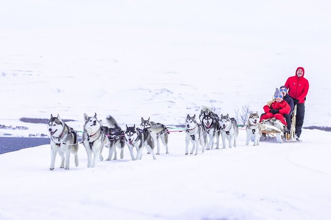 Dog Sledding Tour near Akureyri - The Two-Hour Sled Ride Through Woodland