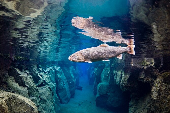 Double Snorkeling Adventure near Húsavík in North Iceland - What I like most, and what gives me pause