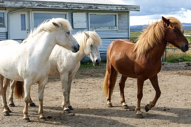 Experience Countryside of Iceland by Horseback Riding - What the Three-Hour Ride Is Like