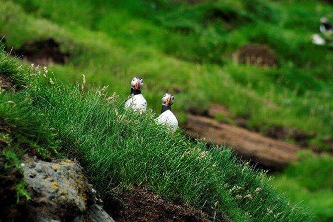 Eyjascooter Puffin Tour in Iceland - Why the scooter ride is the real Heimaey experience