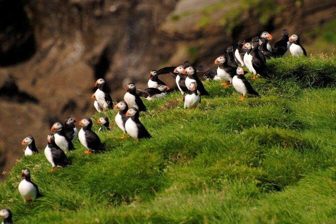 Eyjascooter Puffin Tour in Iceland - The safety lesson and first minutes on the scooter