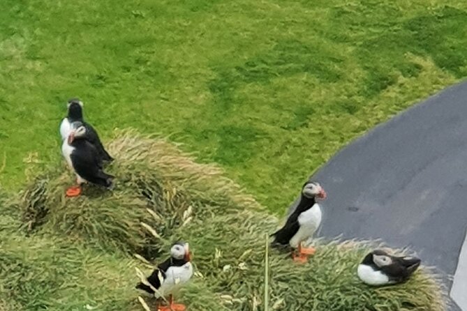 Eyjascooter Puffin Tour in Iceland - Starting at Skildingavegur 16 in Vestmannaeyjar