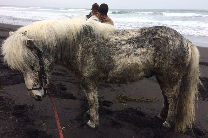 Family Horse Riding Tour in Thorlakshofn - Who will get the most from this ride?