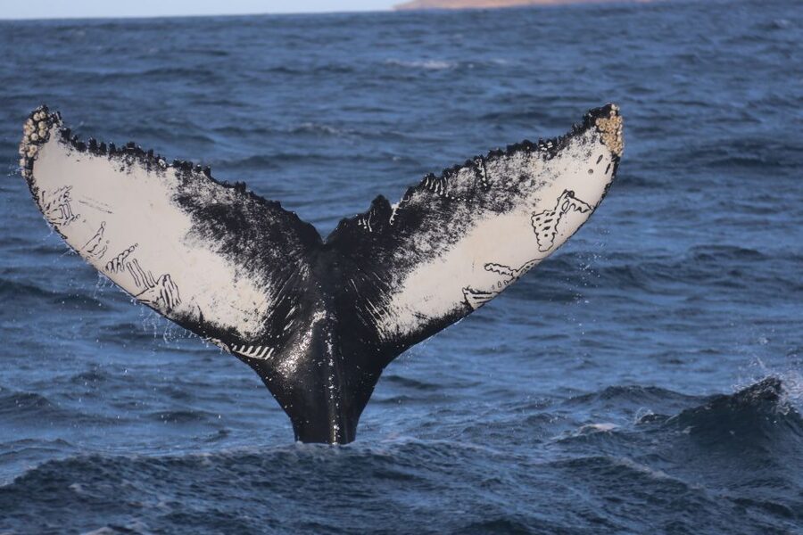 From Dalvik: Arctic Whale Watching in Northern Iceland - Key points at a glance