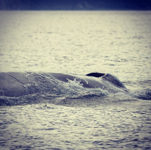 From Dalvik: Arctic Whale Watching in Northern Iceland - Should you book it?