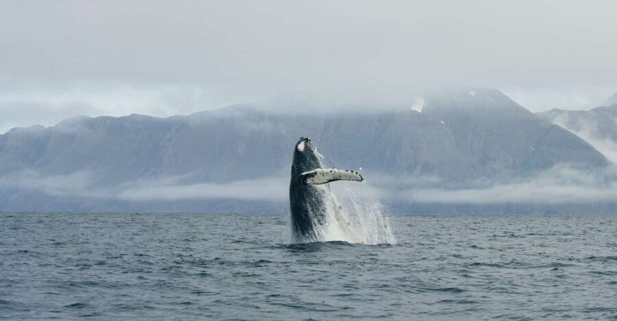 From Dalvik: Arctic Whale Watching in Northern Iceland - Why Dalvík is a smart whale-watching base