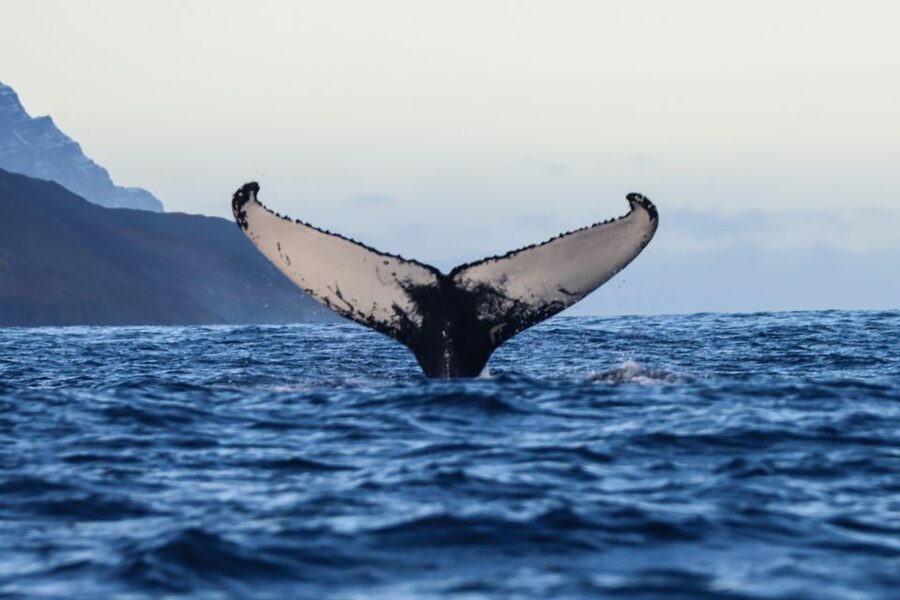 From Dalvik: Arctic Whale Watching in Northern Iceland - The whales and wildlife you might see