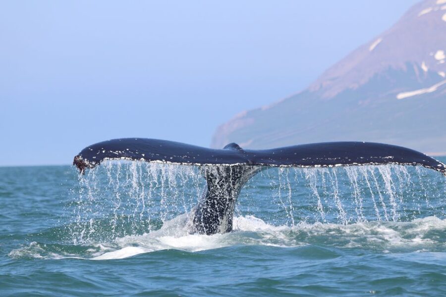 From Dalvik: Arctic Whale Watching in Northern Iceland - How the crew affects the day