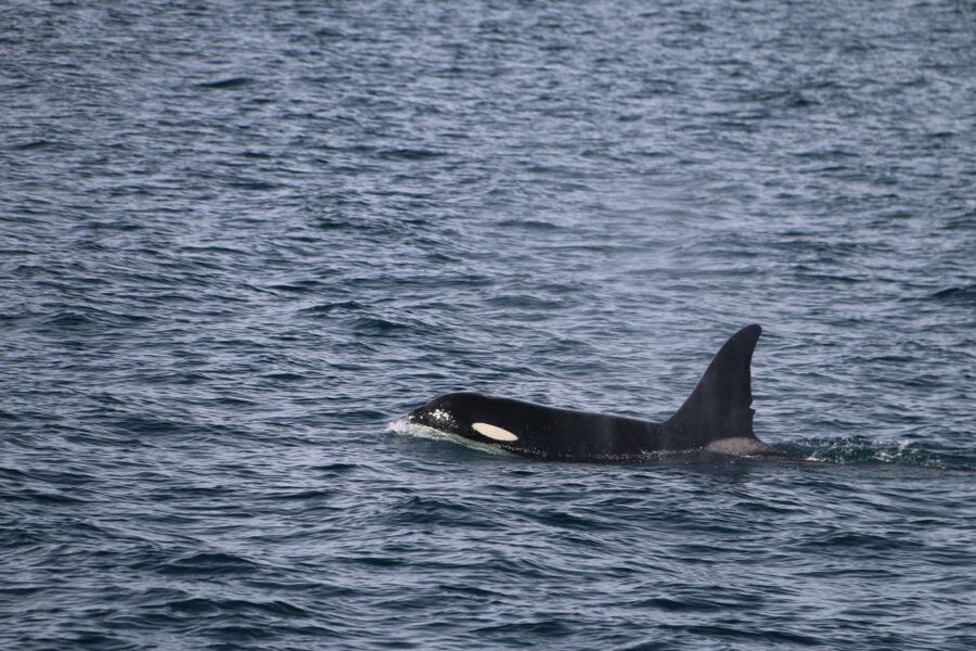 From Dalvik: Arctic Whale Watching in Northern Iceland - The boat, clothing, and cold-weather reality