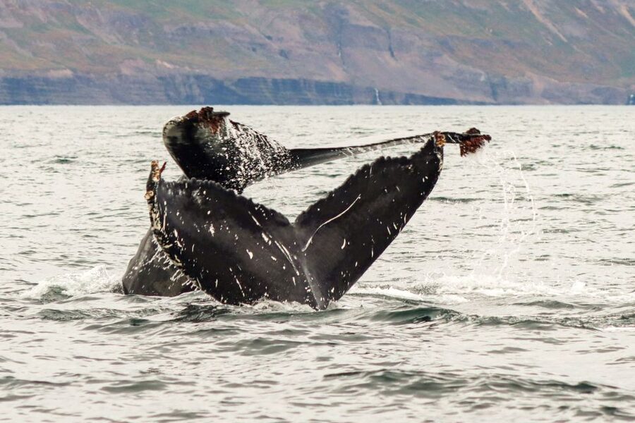 From Dalvik: Arctic Whale Watching in Northern Iceland - Is $94 a fair price?