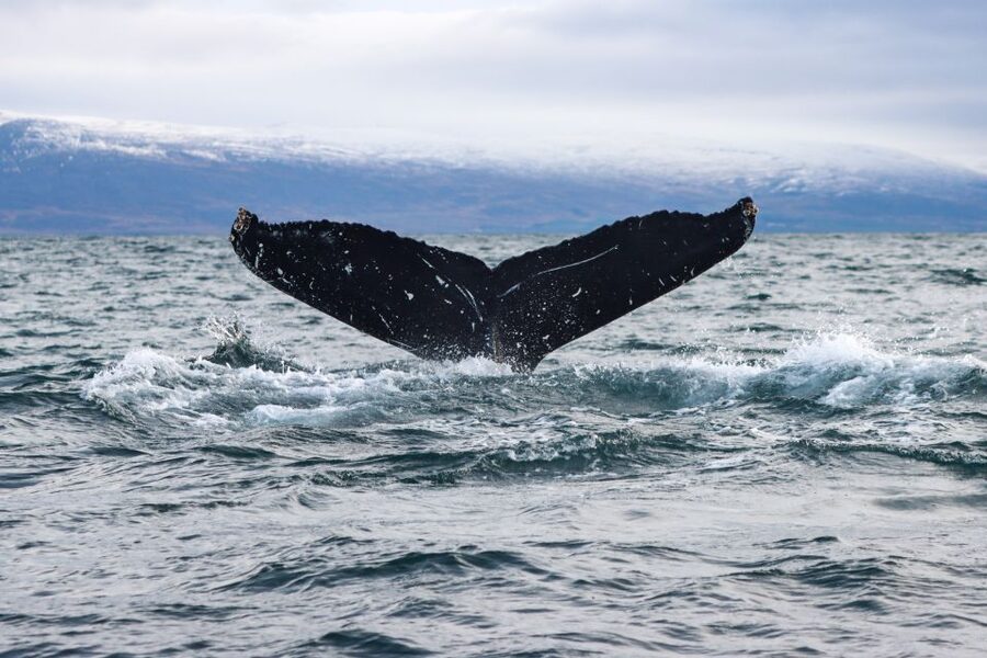 From Dalvik: Arctic Whale Watching in Northern Iceland - Who should book this Dalvík outing?