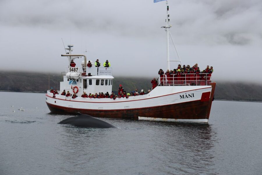 From Dalvik: Arctic Whale Watching in Northern Iceland - Practical tips for a better departure