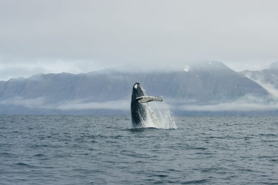 From Dalvik: Arctic Whale Watching in Northern Iceland - What the three-hour schedule feels like