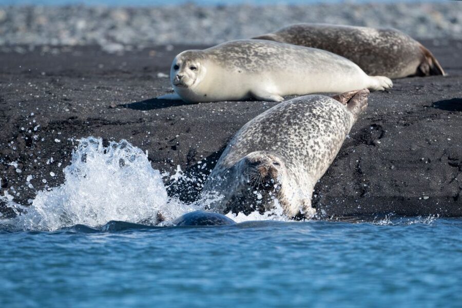 From Reykjavík: 3-Day Tour of the Wild Westfjords - The minibus, group size, and daily comfort